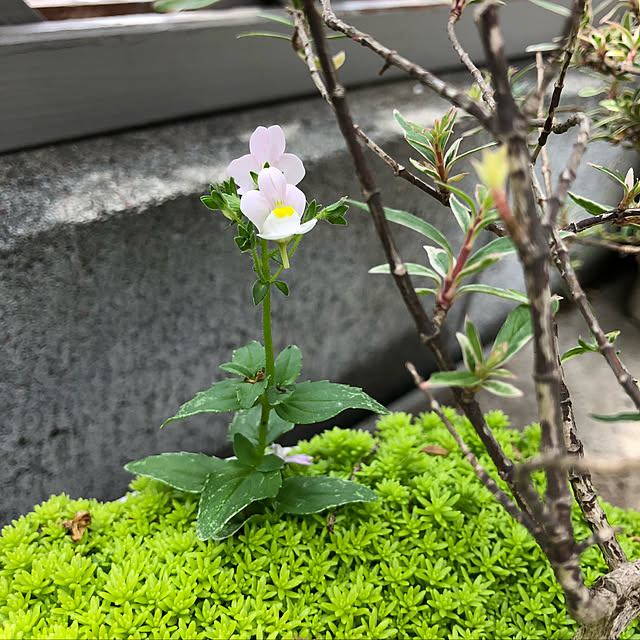 nakabaさんの実例写真