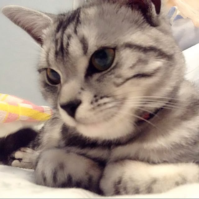 Luciaさんの実例写真