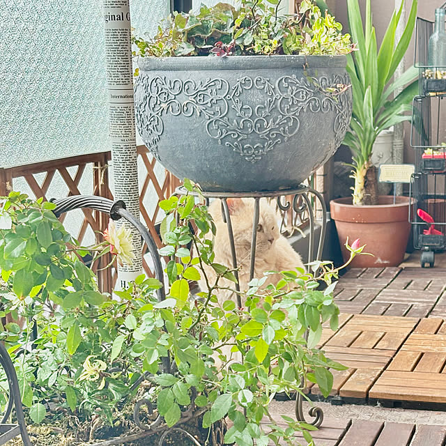 naokoさんの実例写真