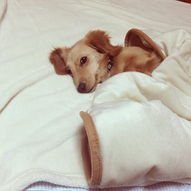 kinakotoさんの実例写真