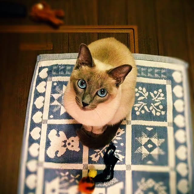 poiさんの実例写真