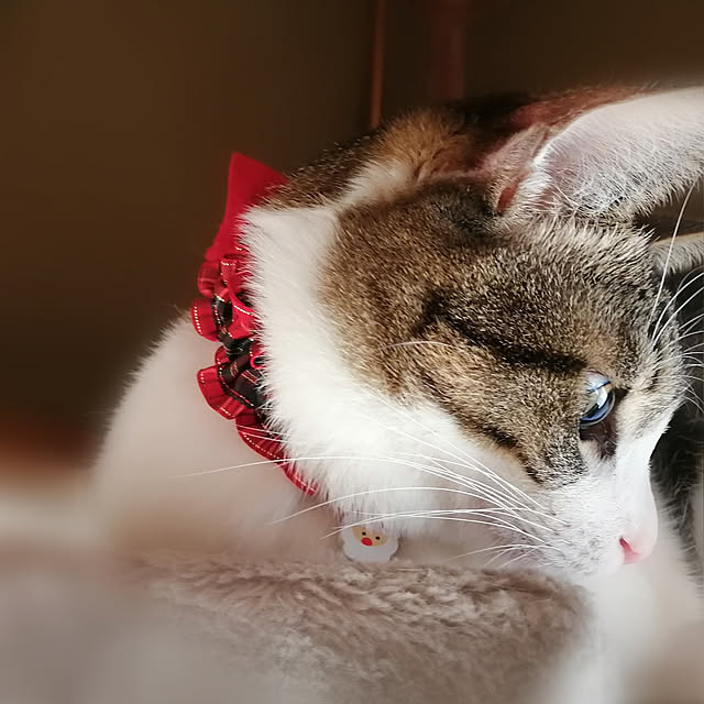 teruminさんの実例写真