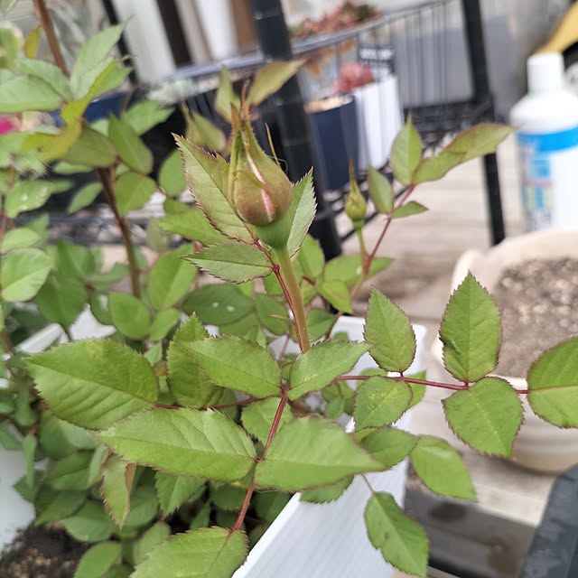 aoiroさんの部屋
