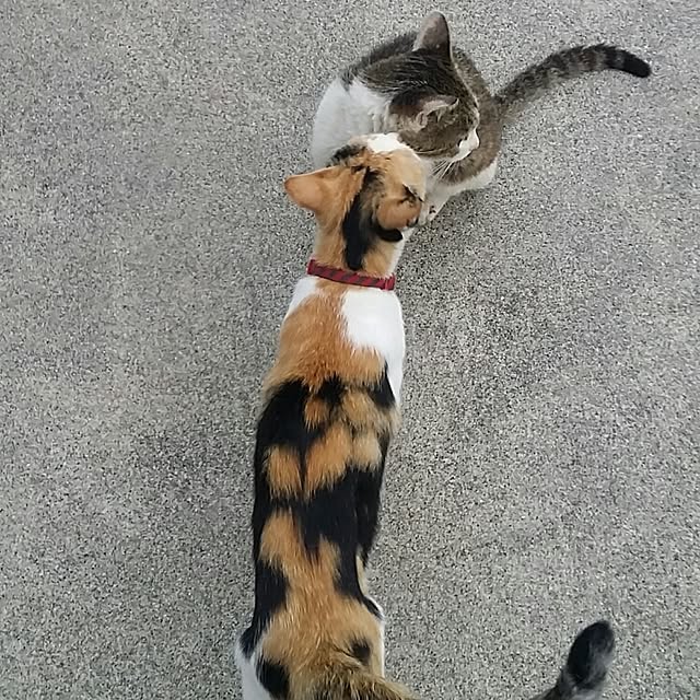 lemoned1126さんの実例写真