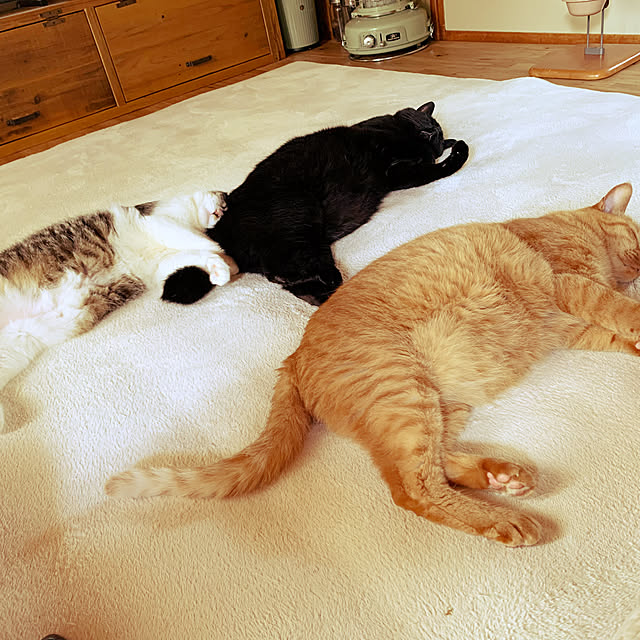 rioさんの実例写真