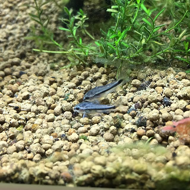 poiさんの実例写真