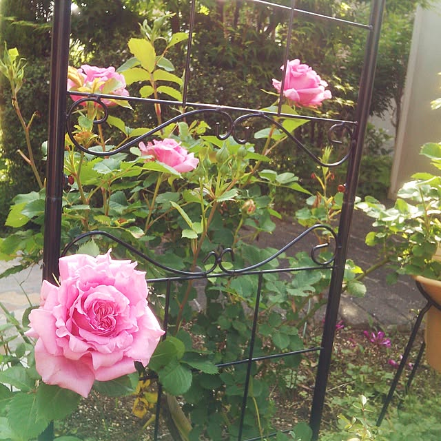 Tomopさんの実例写真