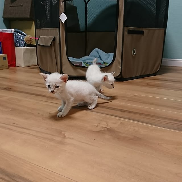 poniさんの実例写真