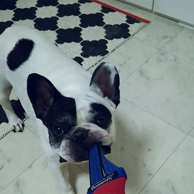 panchobiさんの実例写真