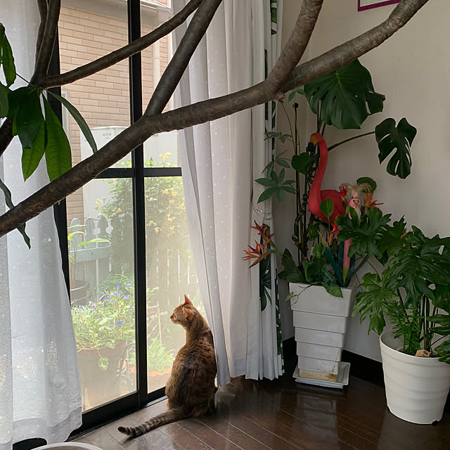 観葉植物/ねこと暮らす/ねこのいる日常/シンプルライフ/暮らしを楽しむ...などのインテリア実例 - 2023-05-01 12:43:12