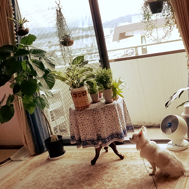 shokoさんの実例写真