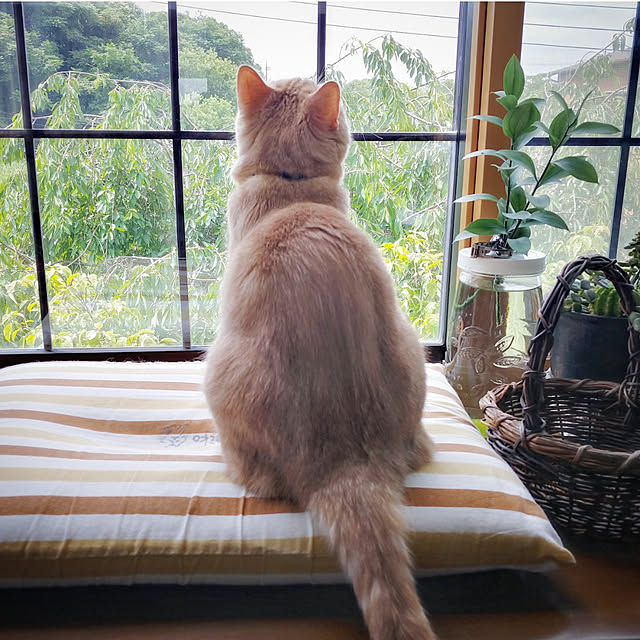 mntcさんの実例写真