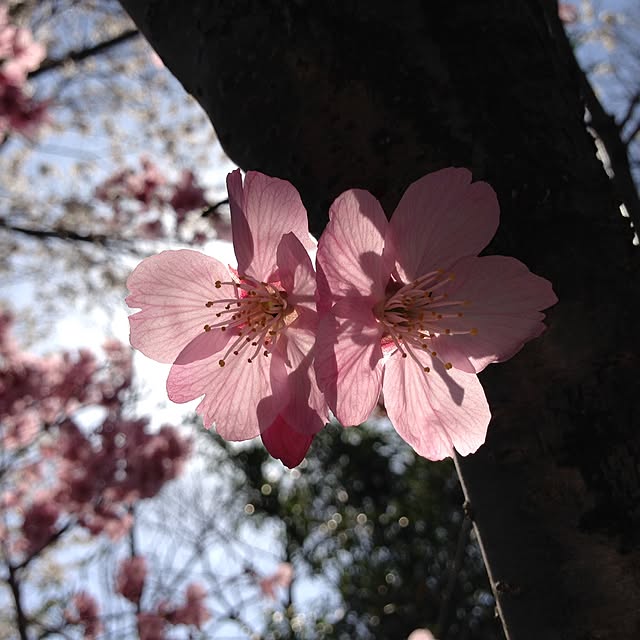 suzume7さんの実例写真