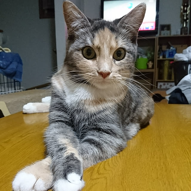 shinobuさんの実例写真