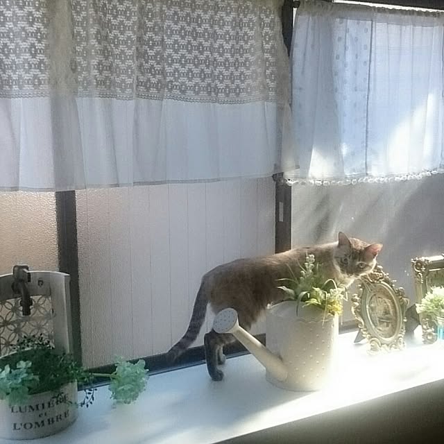 hoshiさんの実例写真