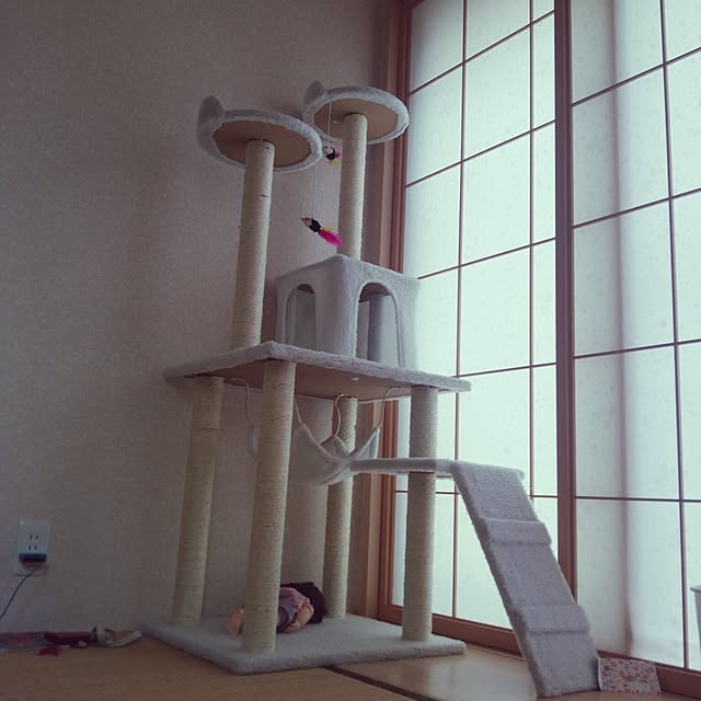 部屋全体/猫のインテリア実例 - 2016-07-08 12:13:05