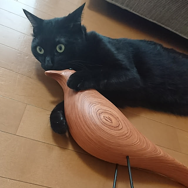 maikyさんの実例写真