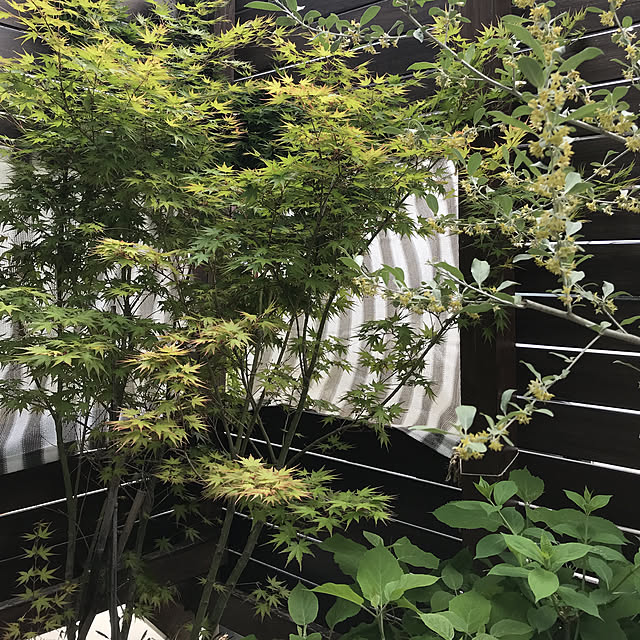 sakuramako_さんの実例写真
