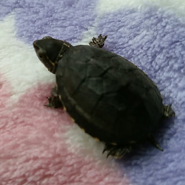 KOHAKUさんの実例写真