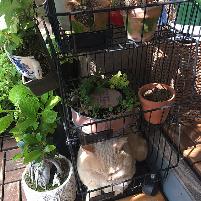 naokoさんの部屋