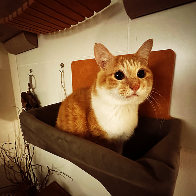 lemonadeさんの実例写真