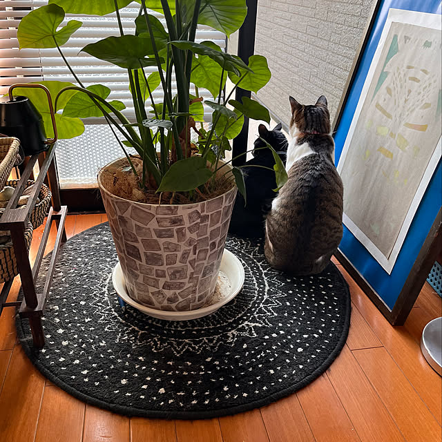 IKEAラグマットのおすすめ商品とおしゃれな実例 | RoomClip IKEAラグマットのおすすめ商品とおしゃれな実例 | RoomClip