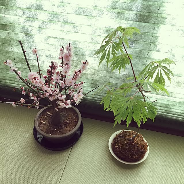 itsukicocoさんの実例写真