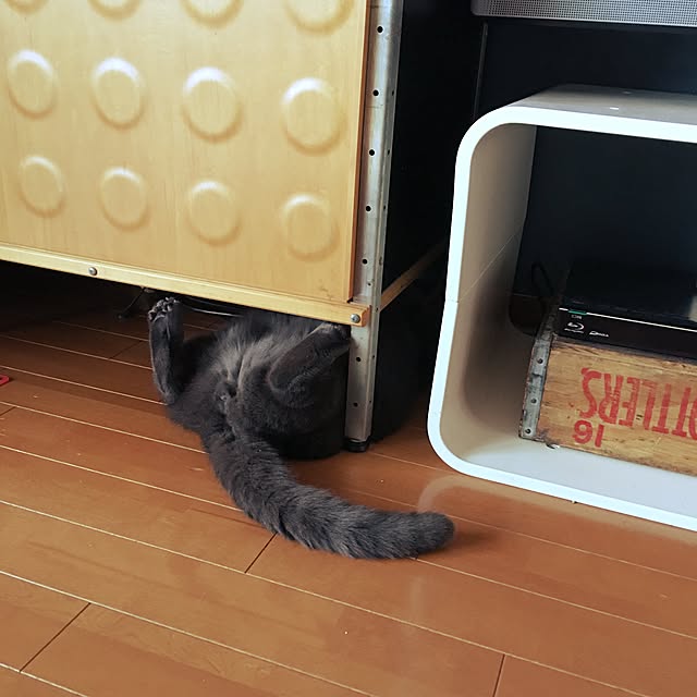 Shojiさんの実例写真