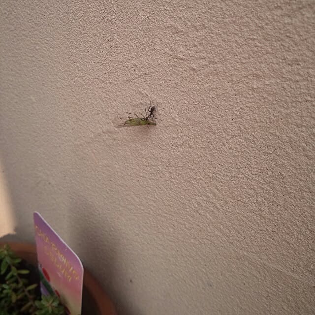 kokkomachaさんの実例写真