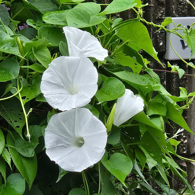 mitsuyama3136さんの実例写真