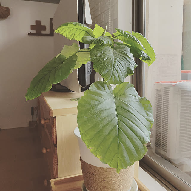 naturalさんの実例写真