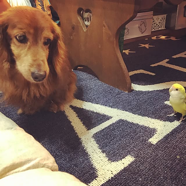 simamuuさんの実例写真