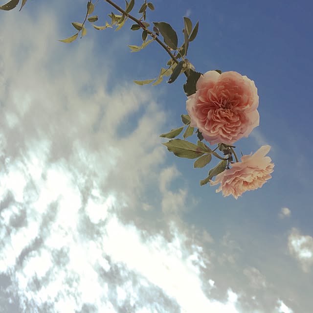 happygardenさんの実例写真