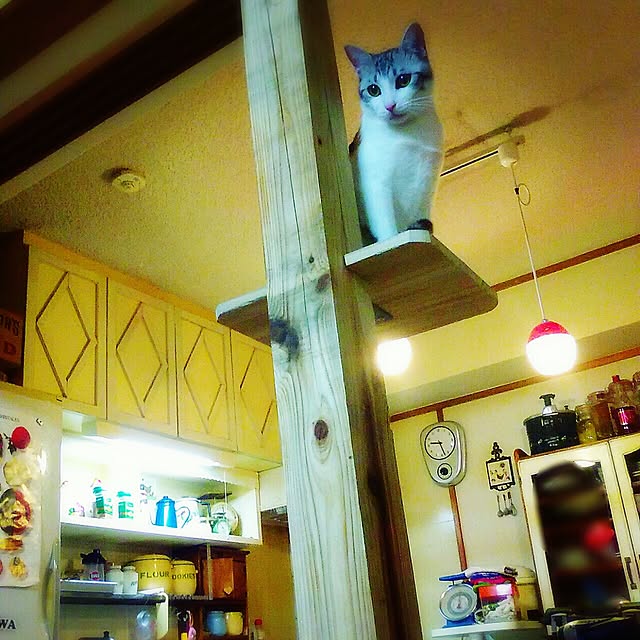 syungikuさんの実例写真