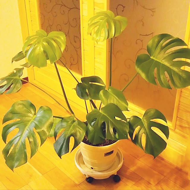 chibi88さんの実例写真