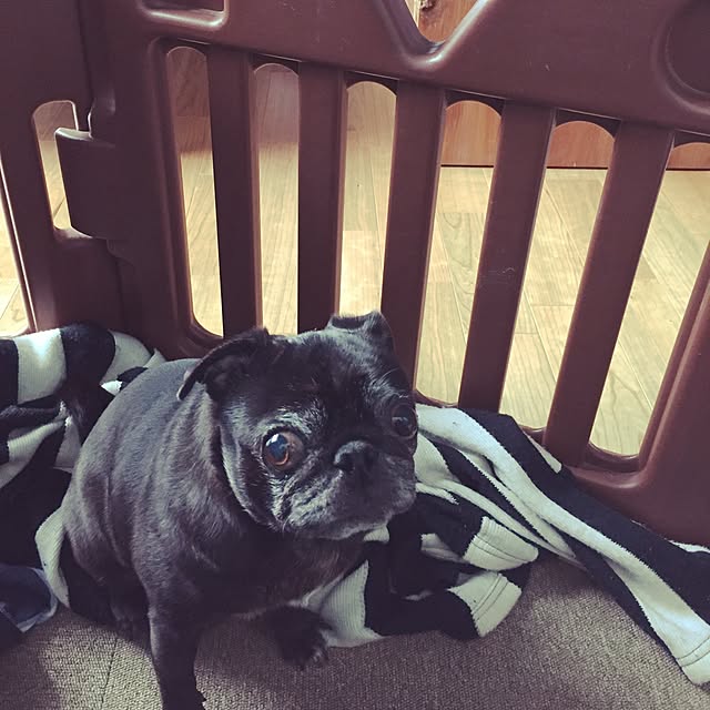 pugholicさんの実例写真