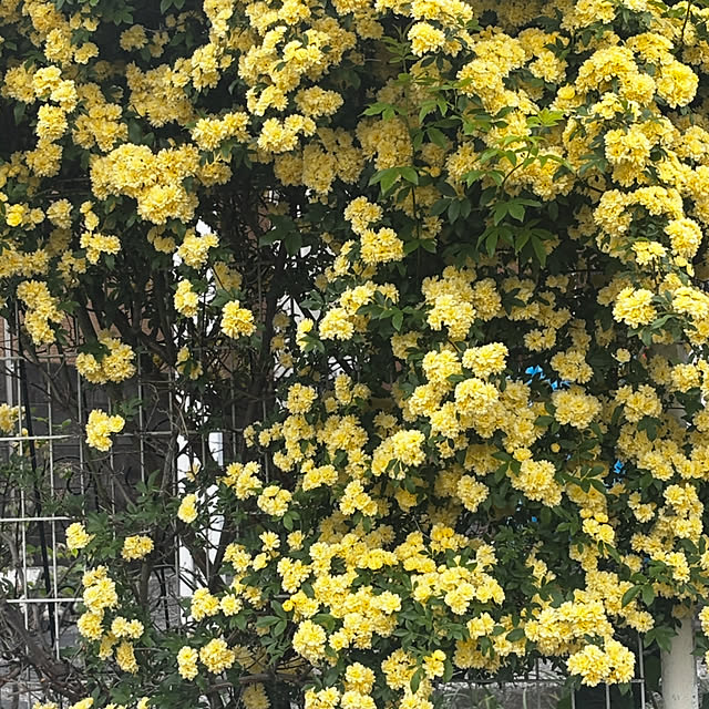 chIoeさんの部屋