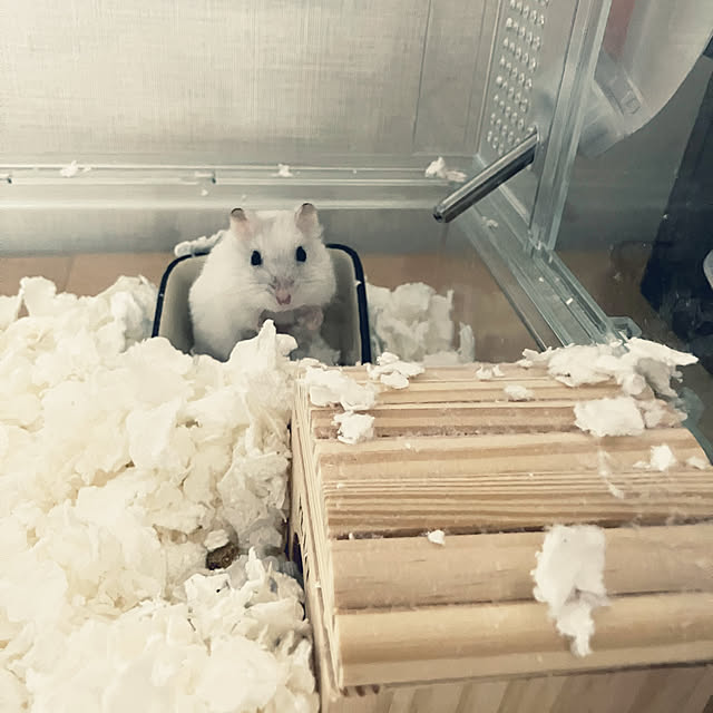 ha_koさんの実例写真