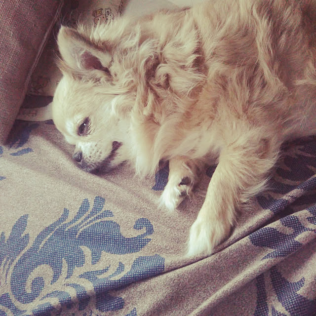 kiraさんの実例写真