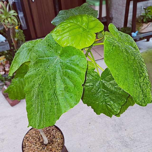 mocomocoさんの部屋