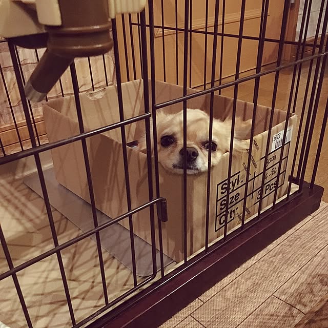 chi-koさんの実例写真