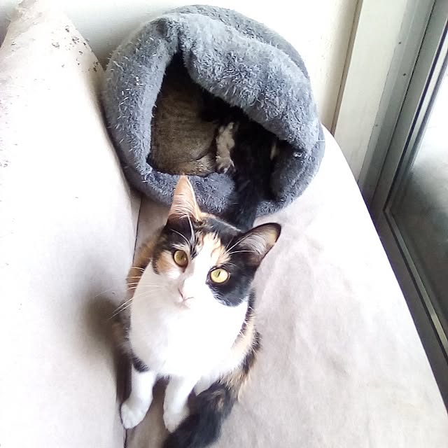 catloveさんの部屋