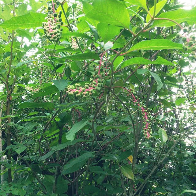 cherrycherryさんの実例写真
