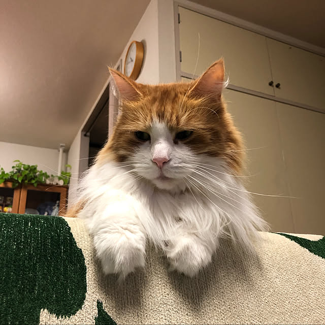 uchidaizuさんの実例写真