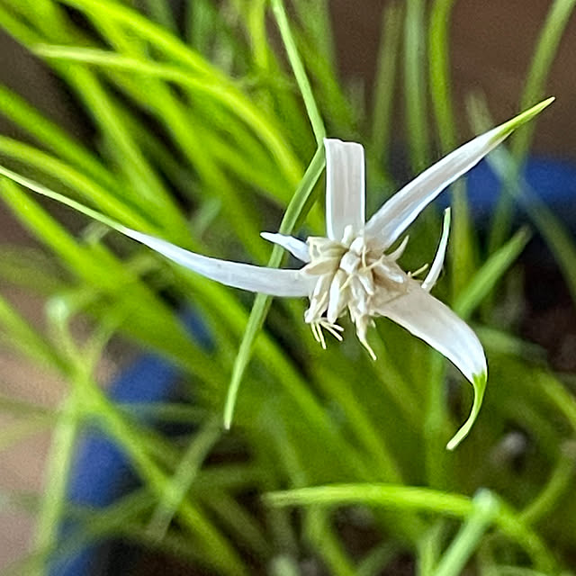buchiさんの部屋