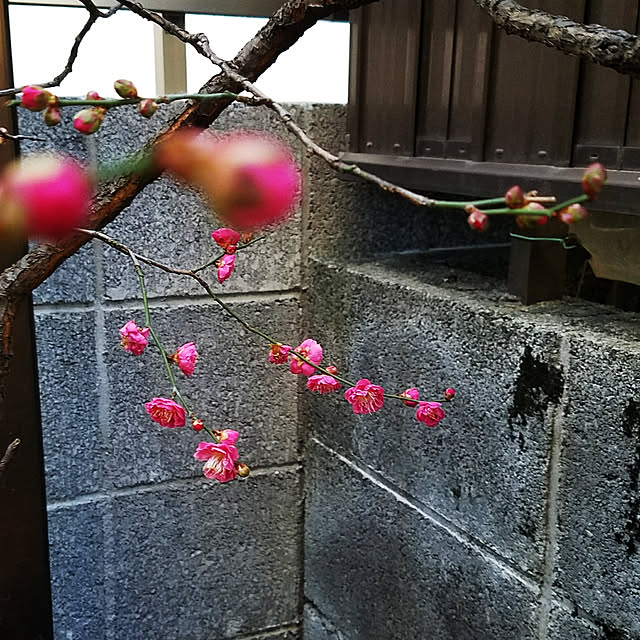 shima2478さんの実例写真