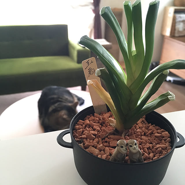 mikomaruさんの実例写真