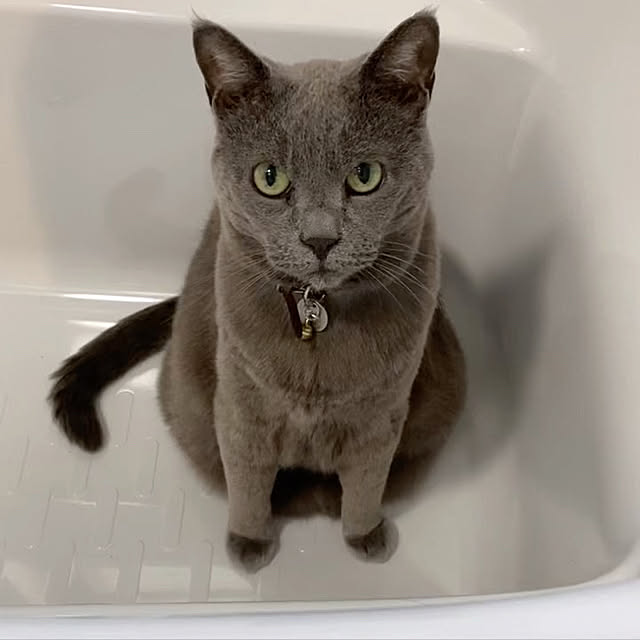 coronさんの実例写真