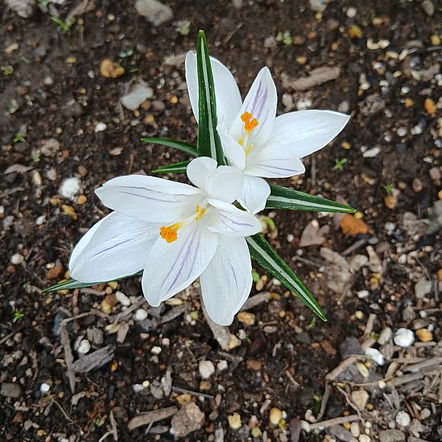 chidorinさんの実例写真