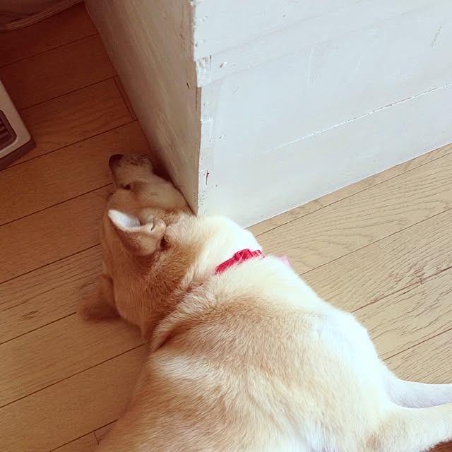 leonaさんの実例写真
